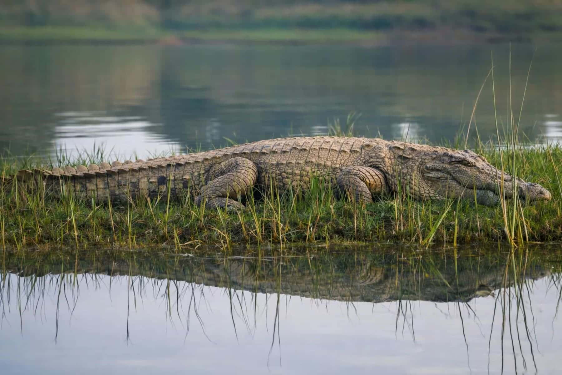 Sri Lanka tour finale — Colombo region or coastal views Theavy Tours