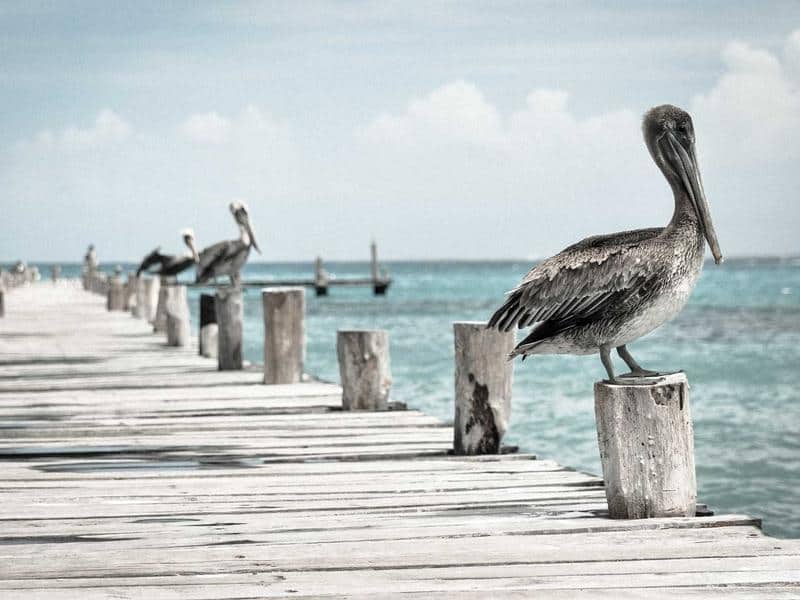 Kandy Temple & Tea Trail - 4 Days guided itinerary highlight in Sri Lanka