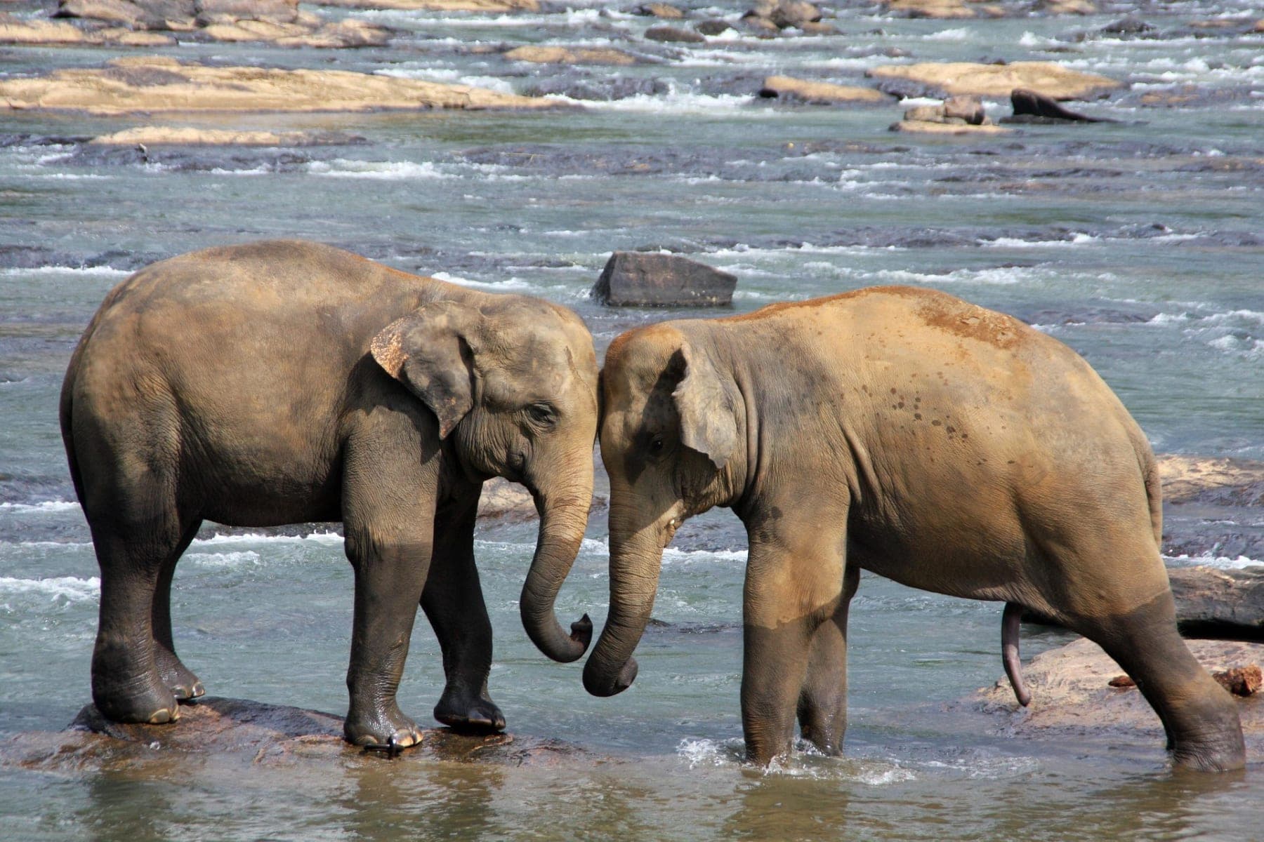 9-Day Premium Sri Lanka Tour Package tour – Sri Lanka, Sri Lanka