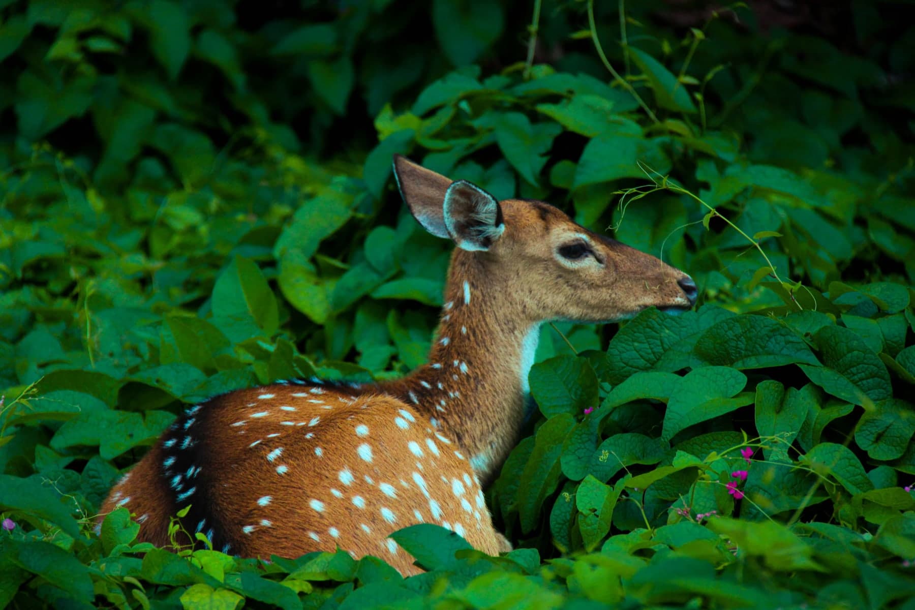 7-Day Sri Lanka Tour Package tour – Sri Lanka, Sri Lanka