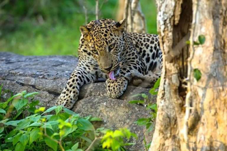 Yala National Park